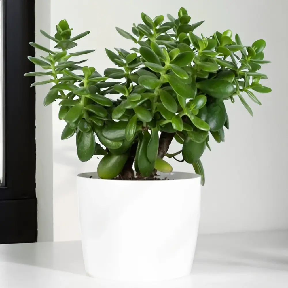 jade plant