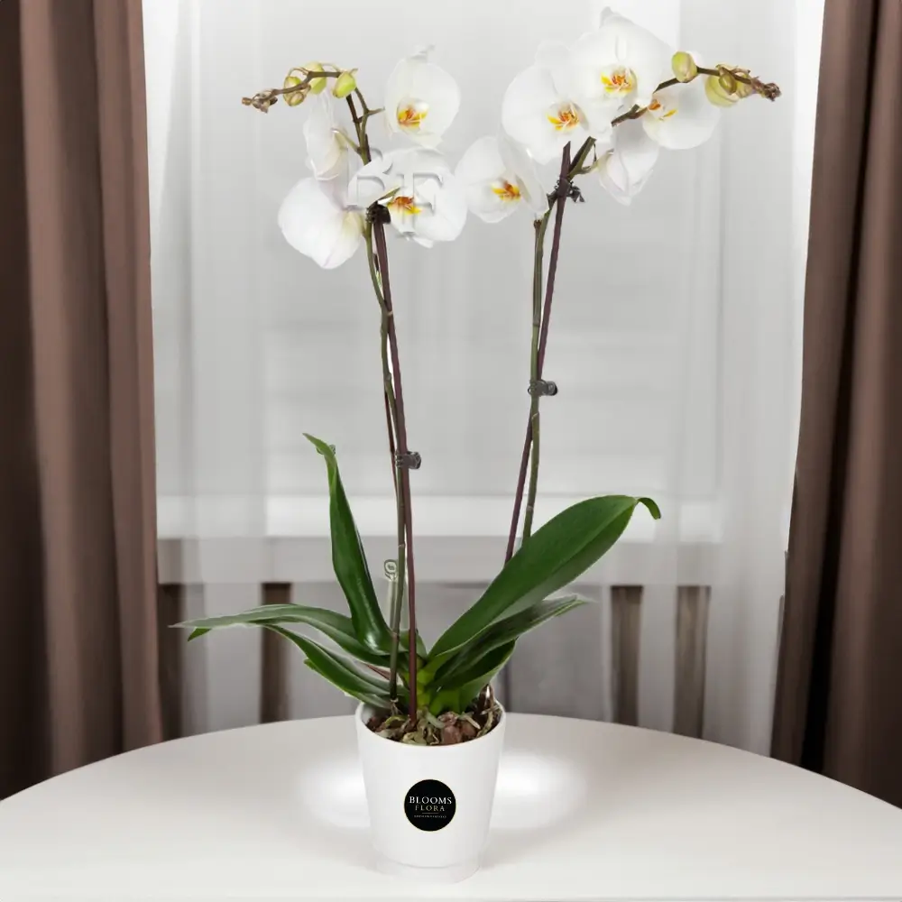 White Orchid Plant in Pot