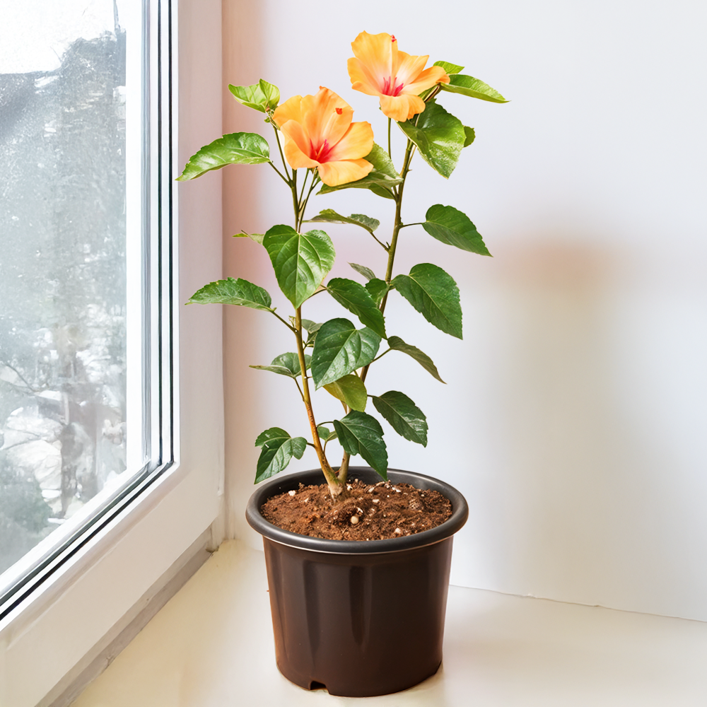 Flowering Hibiscus Plant