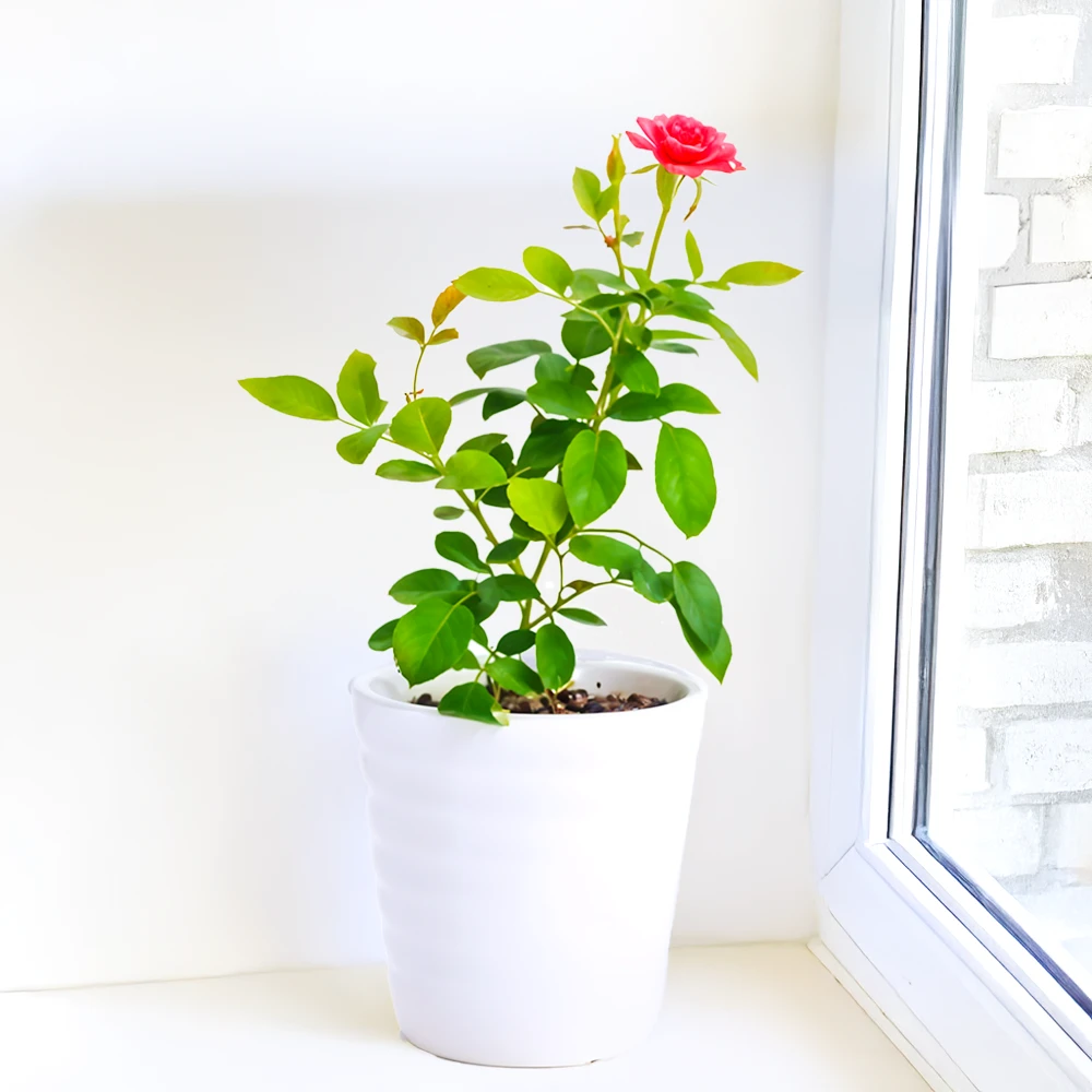 Pink Rose Plant in a Plastic Pot