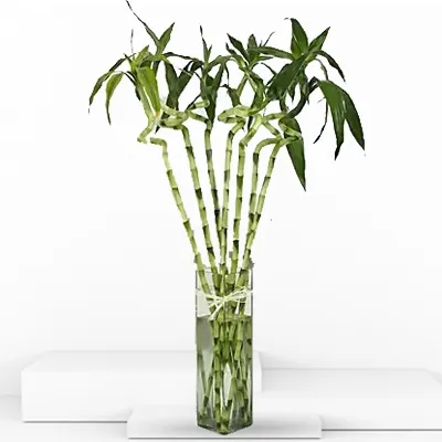Dancing Spiral Bamboo