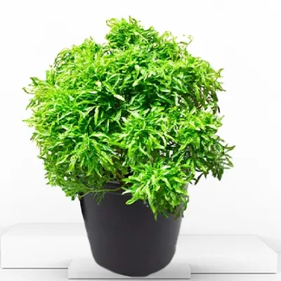 Golden Aralia Plant