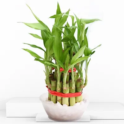 Tiny two layer lucky bamboo plant
