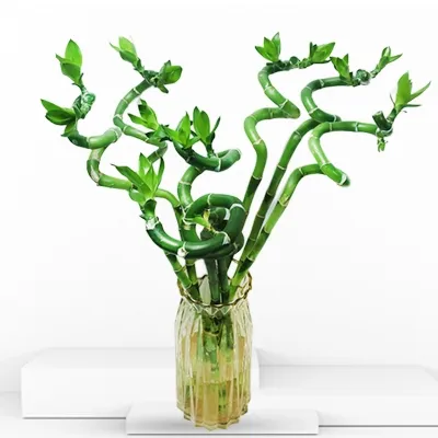 Vigorous Dancing Spiral Bamboo